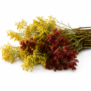 Crimson Gold Meadow