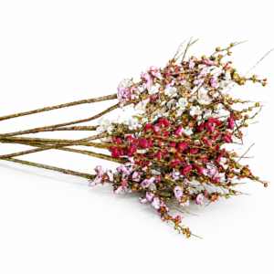 Blush Blossom Cascade